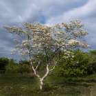 USA, New Jersey, Pine Barrens National Preserve. Tree with white flowers in spring. Art Print